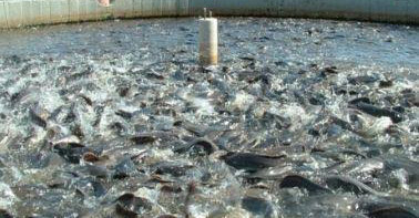 Aquaculture SOFAHCAM