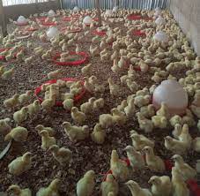 Projet industriel de production et de transformation du Poulet de la Mefou et Akono